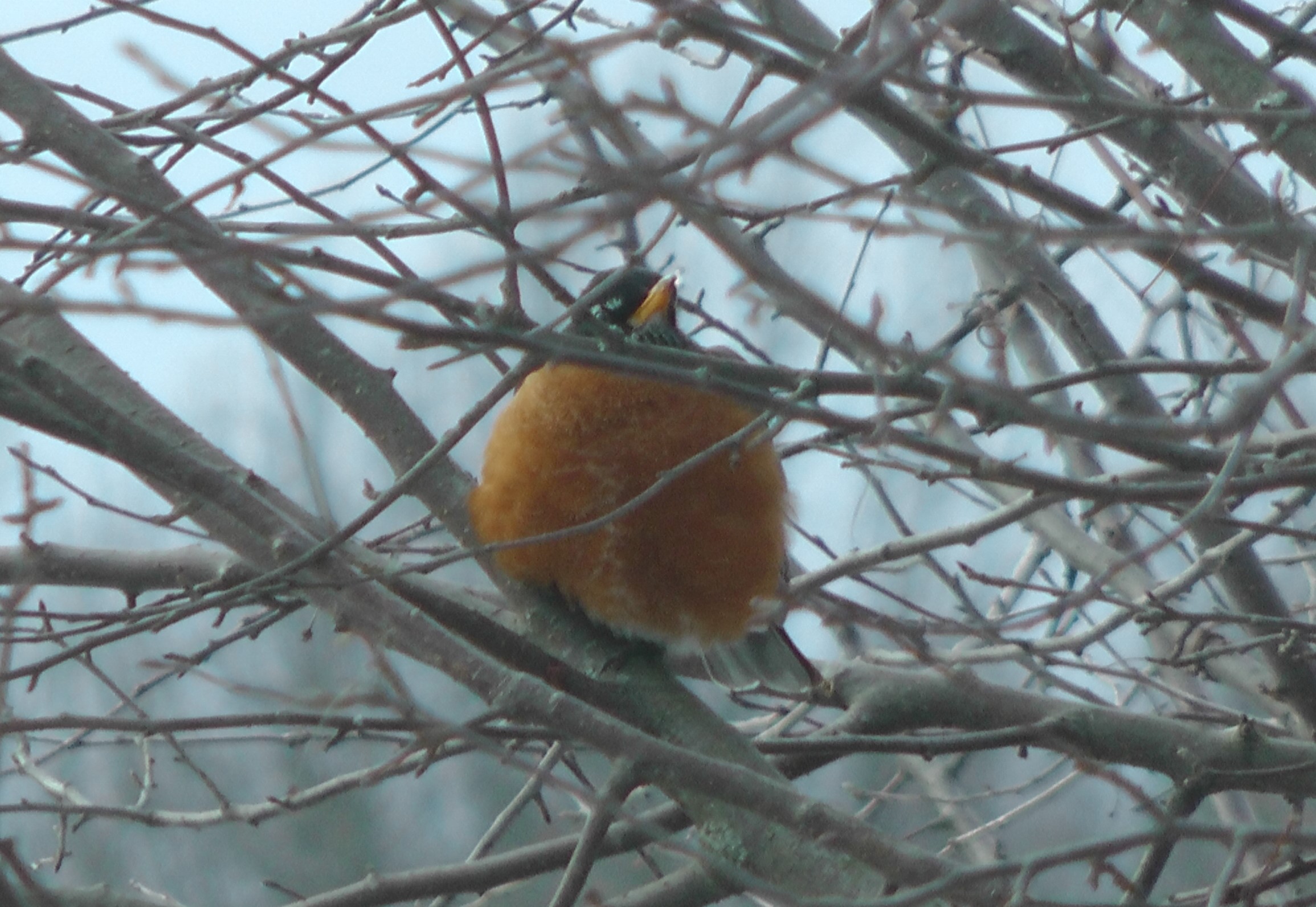 It's Official, Robin Redbreast says, "Spring is Here!" Chirp! Chirp!